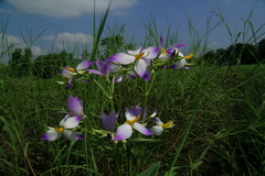 Exacum bicolor